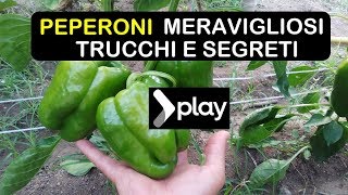 PEPERONI MERAVIGLIOSI TRUCCHI E SEGRETI  काली मिर्च उगाना [upl. by Sivehc]