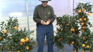 Dr Arlie Powell  Satsumas [upl. by Dyann]