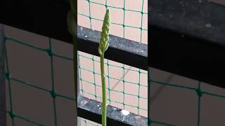 Aloe Vera Flower Good Luck 🤞🤞 [upl. by Epilef]