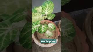 Aralia plant plantssubscribe gardengardeningnature plantshortstrendingytshortsviralviews [upl. by Dyun]