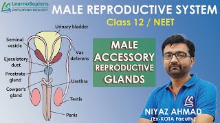 Male Accessory Reproductive Glands  Human Reproduction  Class 12  NEET [upl. by Ikcin]