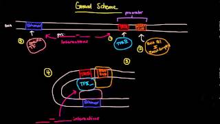 Eukaryotic Transcription Part 1 of 2  General Scheme Involving Enhancers [upl. by Ramahs458]