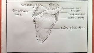 How To Draw Scapula BoneEasy Way To Draw The Structure Of Scapula Bone [upl. by Jamin99]