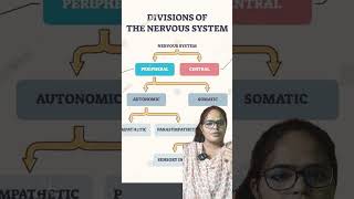 Central nervous systemanatomy neet biology brain [upl. by Lamoureux]