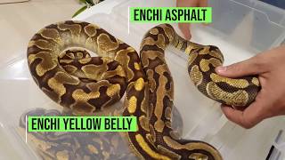 004  Recognise Asphalt vs Yellow Belly Gene Ball Python Morphs [upl. by Koffman752]