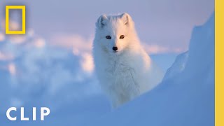 Arctic Fox Love Story  Incredible Animal Journeys  National Geographic [upl. by Holleran835]