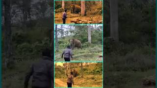 Wild Elephant VS Normal Man  Can Handle This Situation  Shocking Video shorts youtubeshorts [upl. by Brigg954]