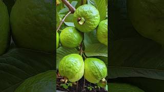 🌿How to grow guava tree great idea to propagate guava tree by air layering using a potato🥔guava [upl. by Halima]