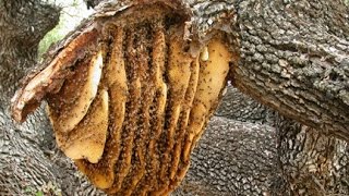 National Geographic Documentary  Africanized Honey Bees  Wildlife Animal [upl. by Silloc123]