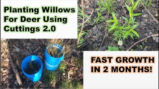 Planting Willows From Cuttings 20  FAST Growth In 2 Months  Update On Last Years Willows [upl. by Adelaida]