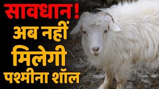 Pashmina Goat पर मंडराया विलुप्त होने का खतरा अब कहां से मिली Shwal [upl. by Platas]