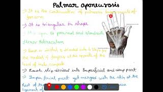 Palmar aponeurosis [upl. by Tak]