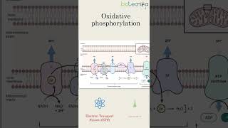 Important Metabolic Pathways Every CSIR NET Aspirant Must Know pathway biology [upl. by Garap]