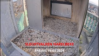 Slechtvalken ZuidWestVlaanderen  Harelbeke  19032024  Paring [upl. by Zil]