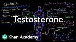 Testosterone  Reproductive system physiology  NCLEXRN  Khan Academy [upl. by Maffa]