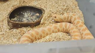 2024 HOGNOSE BREEDER UPDATE  STAY TUNED [upl. by Drue]