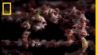 Pygmy Seahorses  National Geographic [upl. by Arnie675]