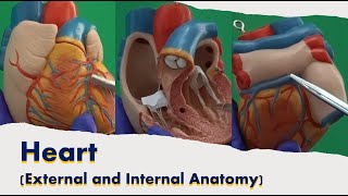 Heart External and Internal Anatomy [upl. by Jocelyne]