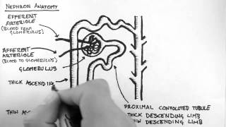 Renal Anatomy 2  Nephron [upl. by Jehial]