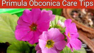 Primula Obconica Care Tips  How to Grow and Care Primula Obconica  Primrose Obconica [upl. by Pleasant]