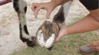 Beckys Homestead Horse Hoof Abscess Treatment [upl. by Nileak]