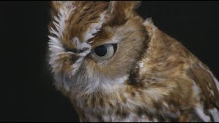 Meet Three Eastern Screech Owls [upl. by Adeehsar]