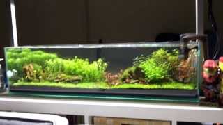 Mr Aqua 12g long aquarium [upl. by Mudenihc554]