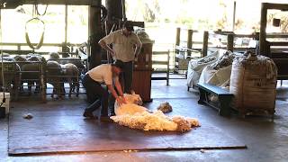 Caversham Wildlife Park Farm Show in Perth Australia [upl. by Nnylarac]