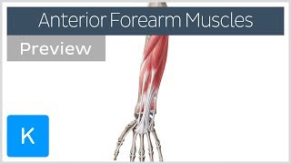 Muscles of the anterior compartment of the forearm preview  Human Anatomy  Kenhub [upl. by Adriane]