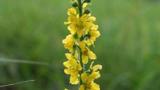 Agrimonia eupatoria 1mp4 [upl. by Arjan]