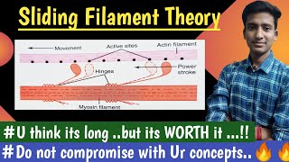 Sliding Filament Theory Actin and Myosin Nerve Muscle Physiology  hindi  Ashish [upl. by Og]