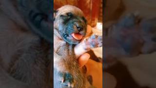 Puppies with a million tongues dog puppy animals doglover puppia pupiees [upl. by Enna]