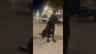 Moscow the Cane Corso [upl. by Aecila]