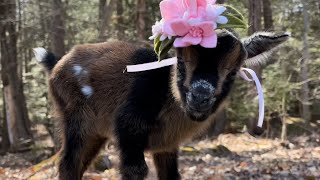 Meet little Plum the goat [upl. by Airitac]