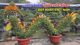 SIÊU PHẨM QUẤT HÓA RỒNG ĐẸP NHẤT VIỆT NAM  QUẤT TẾT ĐÀO XUÂN 2024 [upl. by Aretahs718]