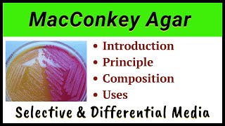 MacConkey Agar [upl. by Tiff]