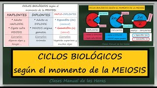 Ciclos Biológicos Según el momento de la MEIOSIS Organismos HAPLONTES DIPLONTES y HAPLO DIPLONTES [upl. by Ailssa]