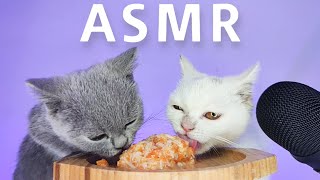 ASMR Mukbang  Cats Eating Chicken with Carrot [upl. by Elmo]