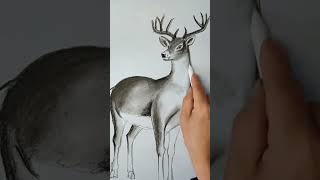 How to draw a deer art of white deer realistic sketch of deer shorts [upl. by Anbul]