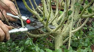 COMMENT BIEN TAILLER UN ALTHÉA HIBISCUS SYRIACUS [upl. by Imugem]