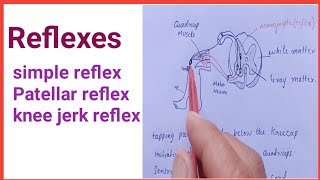 Reflexesinnate behaviorhyporeflexiaknee jerk reflexpatellar reflex reflexes patellar [upl. by Iad]