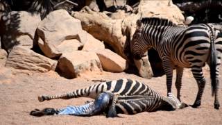 Nacimiento de una cebra en Bioparc Valencia [upl. by Etteuqal]