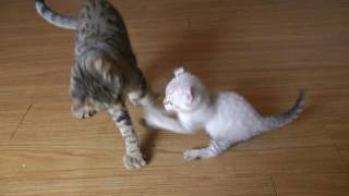 A Rare Exotic Small Lynx Kitten Fights big Cats [upl. by Besnard563]