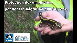 LPO Rhône  Protection des amphibiens pendant la migration aux Sauvages 69 [upl. by Nilknarf]