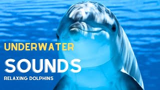 🟣 Dolphin Underwater Sounds with Relaxing Music [upl. by Ahsienak]