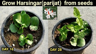 परिजात या हरसिंगार के पौधे को बीज से उगाने का तरीकाGrow parijat Or harsingar from seeds [upl. by Ahtanaram33]