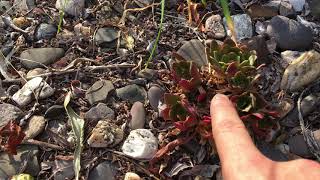 The roof of my garden hut Some succulents and rambling [upl. by Ilojna322]