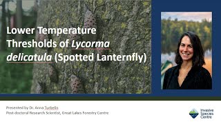 Lower Temperature Thresholds of Lycorma delicatula [upl. by Epul704]