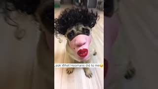 Dog funny videos Part 2 youtubeshorts shorts funny [upl. by Ailegave]