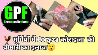 gentamicin injection use in poetry coryza disease LPG gas incubatorfarming greenpoultryfarm [upl. by Gerrilee993]